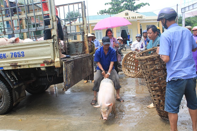 Hỗ trợ 15 con heo nái giống cho hội viên nông dân xã Trà Phú, huyện Trà Bồng