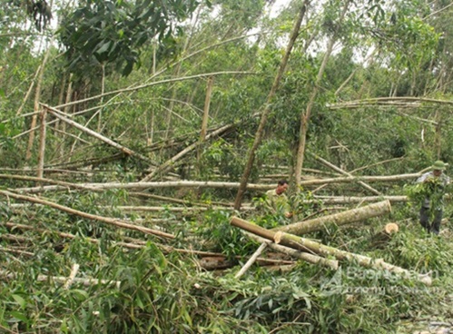 Khẩn trương khắc phục hậu quả thiệt hại về rừng do bão