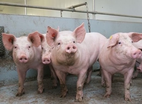 Gần 8 tỷ đồng thực hiện hỗ trợ công tác phòng, chống bệnh dịch tả lợn Châu Phi