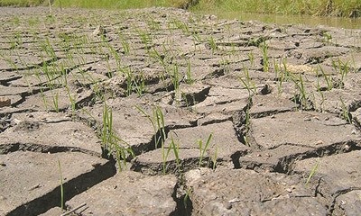 Bảo vệ, sử dụng tầng đất mặt của đất chuyên trồng lúa nước chuyển sang mục đích phi nông nghiệp