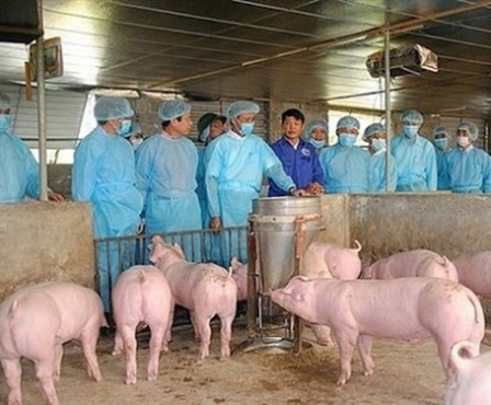 Triển khai các biện pháp cấp bách phòng, chống dịch bệnh gia súc, gia cầm và duy trì phát triển chăn nuôi
