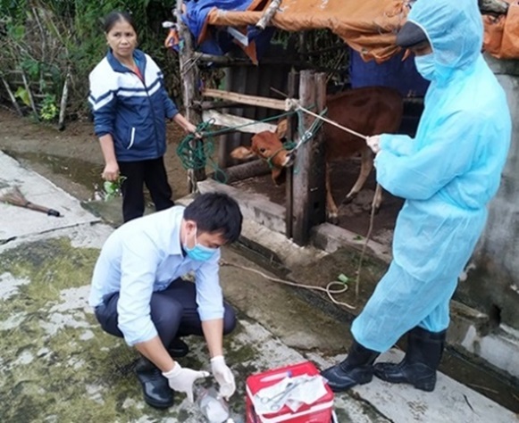 Bình Sơn: Quyết liệt phòng, chống bệnh viêm da nổi cục trên gia súc
