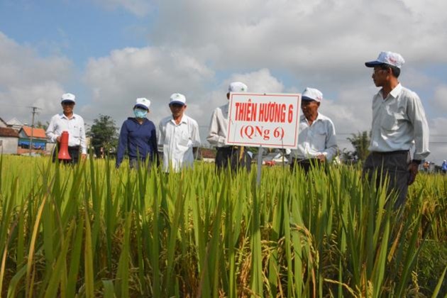 Sơn Tịnh đưa nhiều giống lúa mới vào sản xuất cho năng suất cao