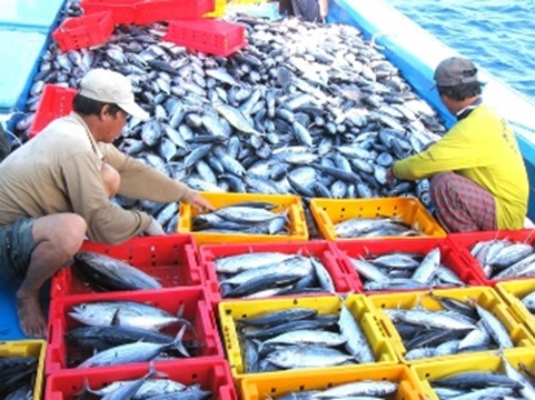Kế hoạch thực hiện các nhiệm vụ, giải pháp chống khai thác hải sản bất hợp pháp