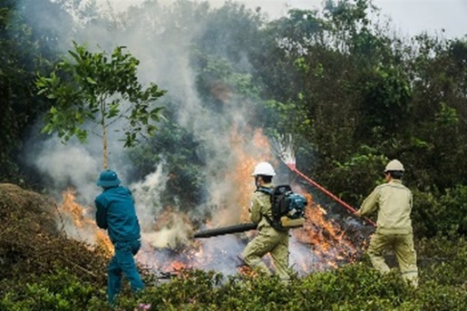 Chỉ đạo về công tác phòng cháy chữa cháy rừng