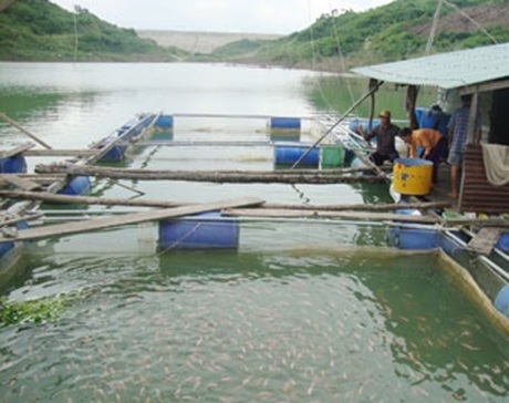 Triển khai nuôi cá nước ngọt tại một số lòng hồ chứa nước