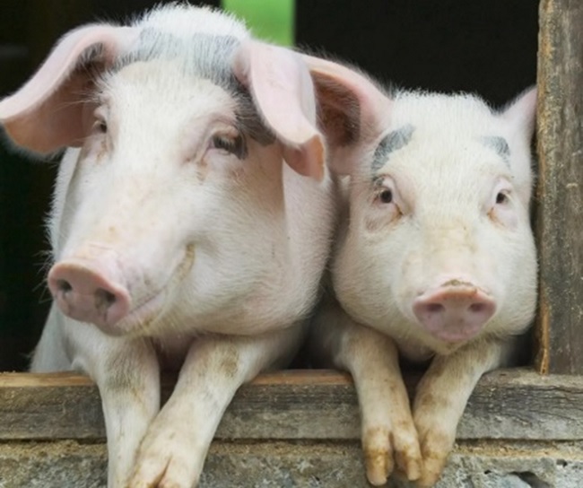 Ứng phó với diễn biến mới trong phòng, chống bệnh dịch tả lợn Châu Phi
