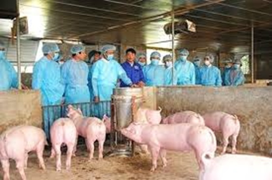 Tập trung kiểm soát, ngăn chặn bệnh dịch tả lợn Châu Phi