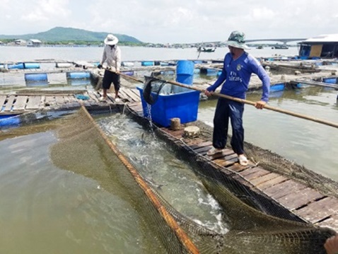 Tăng cường công tác đăng ký nuôi trồng thủy sản lồng bè, chủ lực