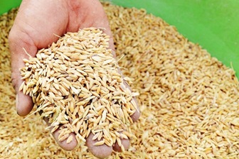 Quảng Ngãi được hỗ trợ hơn 647 tấn hạt giống lúa