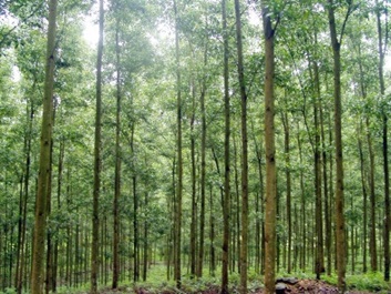 Yêu cầu quản lý và phát triển rừng trồng theo hướng hiệu quả, bền vững