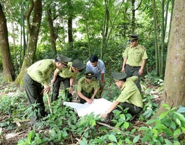 Tăng cường trách nhiệm quản lý nhà nước đối với công tác theo dõi diễn biến rừng