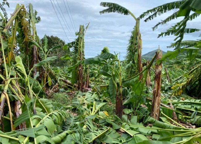Nghĩa Hành: người dân vùng chuyên canh chuối ngự thiệt hại nặng sau bão