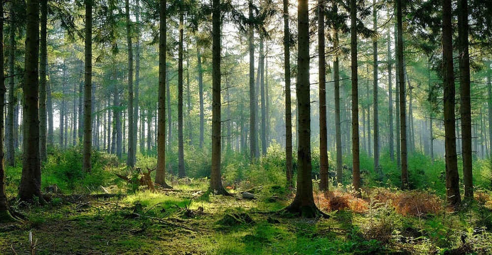 Triển khai thực hiện quy hoạch bảo vệ và phát triển rừng