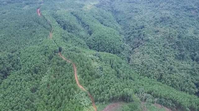 Ban hành khung giá rừng trên địa bàn tỉnh Quảng Ngãi