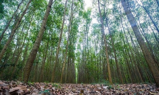 Đẩy mạnh liên kết phát triển rừng sản xuất trên địa bàn tỉnh