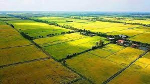 Chuyển mục đích sử dụng đất trồng lúa trên địa bàn tỉnh đúng quy định