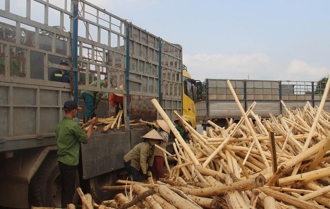 Xử lý dứt điểm hoạt động thu mua gỗ keo bất hợp pháp