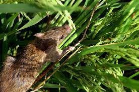 Kế hoạch diệt chuột bảo vệ sản xuất vụ Đông Xuân 2023-2024