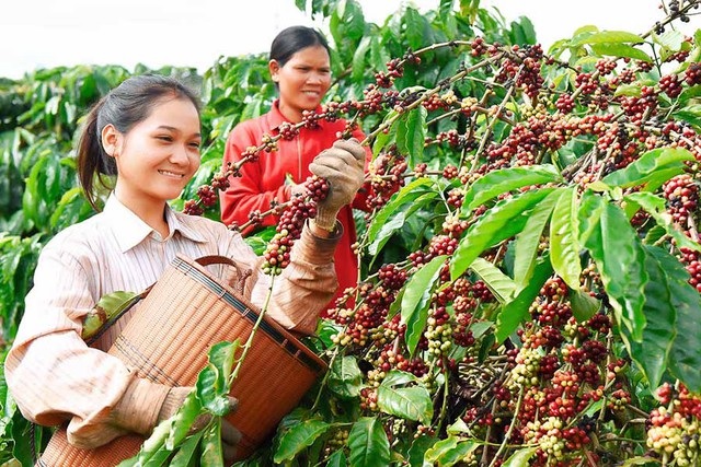 Thủ tướng chỉ đạo về phát triển ngành cà phê và ngành tôm