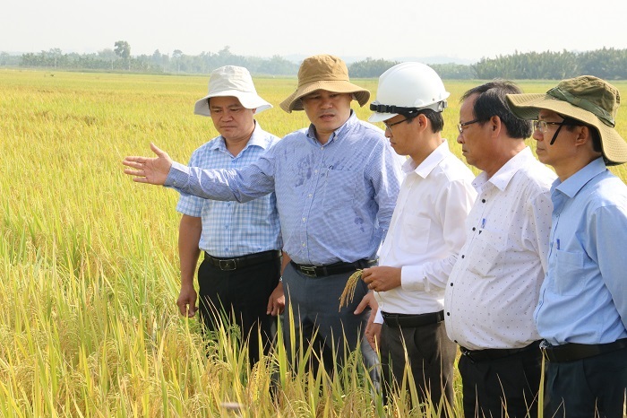 Phó Chủ tịch UBND tỉnh Trần Phước Hiền đi kiểm tra tình hình sản xuất vụ Đông Xuân 2023- 2024