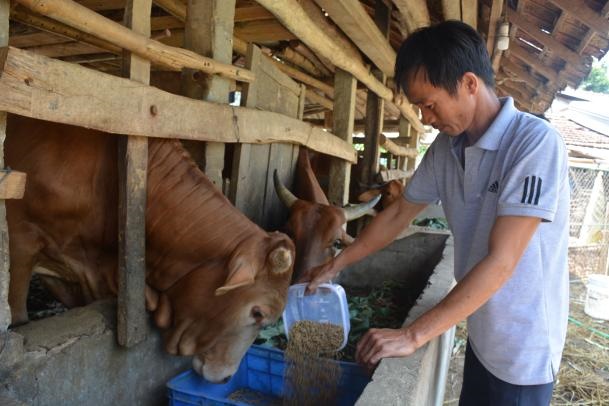 Hiệu quả từ Dự án phát triển đàn bò lai hướng thịt ở huyện Sơn Tịnh