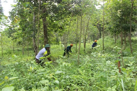 29 tỷ đồng phục hồi và quản lý bền vững rừng phòng hộ năm 2020