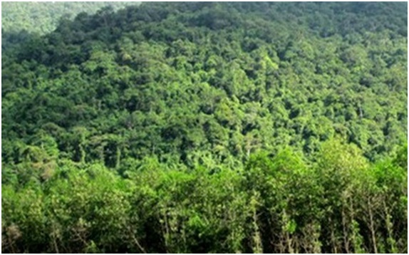Giao kế hoạch thực hiện Chương trình Bảo vệ và Phát triển rừng năm 2020
