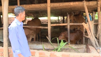 Nông dân Trà Bồng phát triển chăn nuôi nông hộ
