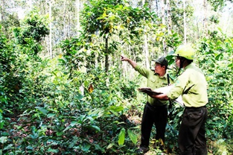 Chấn chỉnh công tác theo dõi, thống kê diễn biến diện tích rừng