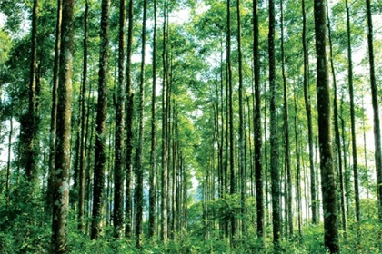 Xây dựng phương án quản lý rừng bền vững
